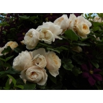 Uetersener Klosterrose Ютерзейн Клостерроуз